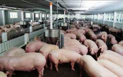 Hỗ trợ ổn định phát triển chăn nuôi lợn